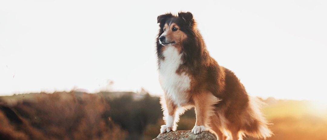 1 products available in this section: Pet Shop